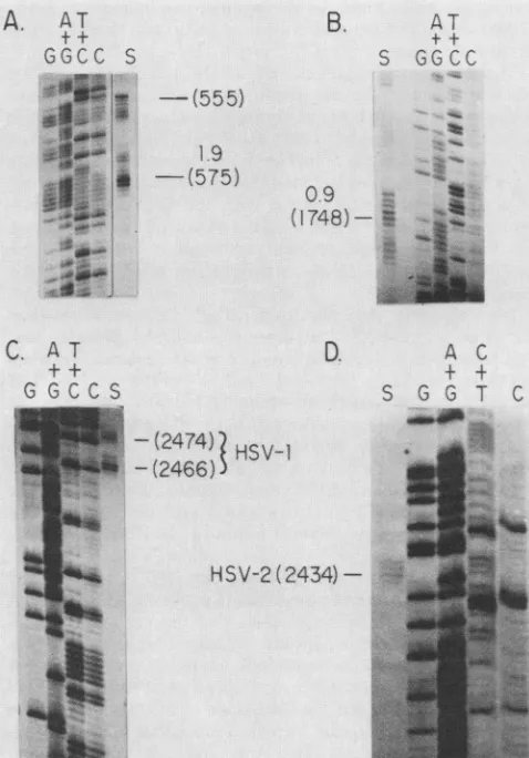 FIG. Precisef0.9-kb 4. localization of the 5' ends of mRNAs and of the 3' termini of both the