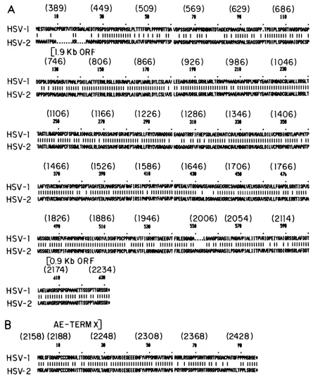 FIG. 6.0.9-kbbythe(A)andis Comparative amino acid sequence analysis between the putative proteins encoded by alkaline exonuclease (2.3-kb), 1.9-kb, and transcripts of HSV-1 and -2