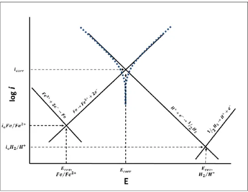 Figure 3.19: Evans diagram for actively corroding iron in an acid solution  (adapted from 90 ) 