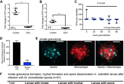 FIG 6 Phagocytes control0.0001 [treatment decreases the formation of innate granulomas (in control- and dexamethasone-treated ﬁsh