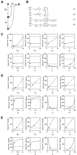 FIG 3 Mathematical model of the innate immune response to a mucormycosis infection. A schematicrepresentation is given in panel A, where open-headed arrows illustrate recruitment, solid arrows(Continued on next page)