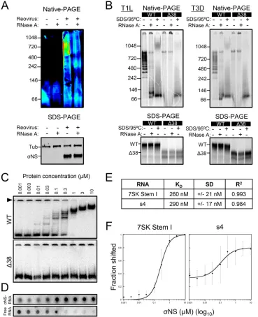 FIG 9NS protein were incubated with radiolabeled uncapped and nonpolyadenylated s4 RNA at room � �NS and 7SK stem I (panel C, top) or s4 RNA (panel D) were determined using KaleidaGraph