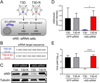 FIG 1 (A) Schematic of viruses and cells used to studyViral yields at 24 h postadsorption were determined by plaque assay