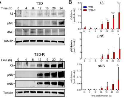 FIG 5 T3D protein synthesis is diminished in T3D-infected�using antibodies speciﬁc for thesigniﬁcantly between T3D- and T3D-R-infected �NS-siRNA cells