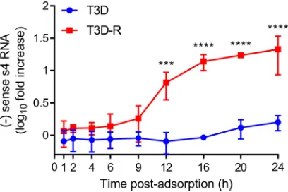 FIG 6 Reovirus T3D does not synthesize dsRNA in�adsorb onto �NS-siRNA cells. T3D or T3D-R virus was allowed to �NS-siRNA cells at an MOI of 1 PFU/cell