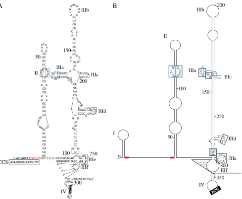 FIG 1 Overview of BovHepV (A) and HCV (B) 5= NTR predicted RNA secondary structures (29, 32, 42)