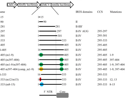 FIG 2 Illustration of the essential parts of plasmid pF/R_EMCV. EMCV sequence ﬂanked by coding sequences of ﬁreﬂy and renillaluciferases was replaced by different BovHepV sequences