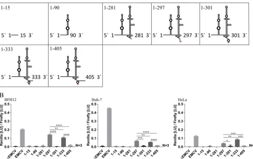 FIG 3 (A) Schematic diagrams of investigated BovHepV 5posttransfection in BFH12, Huh-7, and HeLa cells