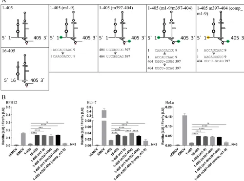 TABLE 1 Relative quantiﬁcation of miR-122 in Huh-7, BFH12, and HeLa cells