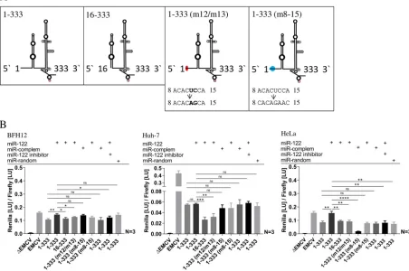 FIG 5 (A) Schematic diagrams of investigated BovHepV 5= NTR secondary structures and mutations on nucleotide level