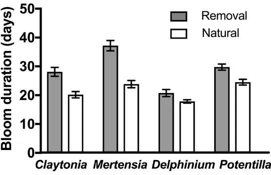 Figure 2-2: Bloom duration for four focal plant species in the snow removal (grey bars) and natural snowmelt (white bars) treatments