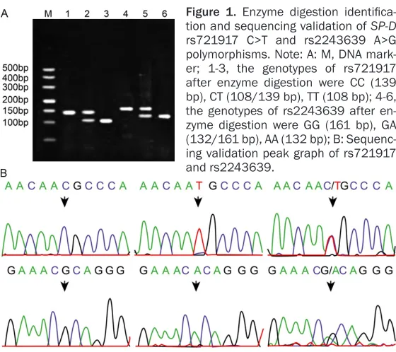 Table 1. Primer sequence of rs721917 C>T and rs2243639 A>G polymorphisms in the SP-D gene