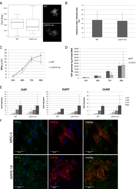 FIG 6 The replacement of ORF9-L231A-V5 by a WT ORF9-V5 copy restores the infectivity and the colocalization with AP-1