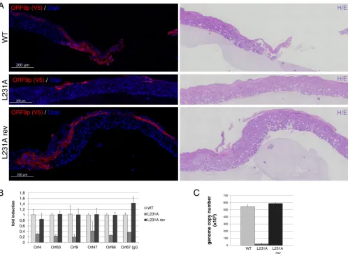 FIG 7 ORF9p leucine 231 is important for viral infectivity in a 3D skin model. Human primary keratinocytes were allowed to divide and differentiate at theair-liquid interface on top of a collagen matrix for 4 days