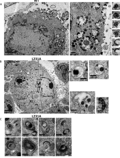 FIG 8 The VZV-ORF9-L231A-V5 mutant exhibits assembly and egress defects. Transmission electron microscopy was used to compare VZV-ORF9-V5-infectedcells to VZV-ORF9-L231A-V5-infected cells