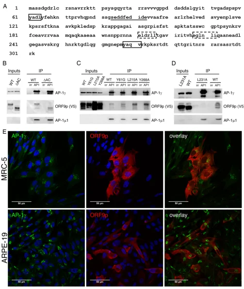 FIG 3 ORF9p leucine 231 is important for ORF9p interaction with the AP-1 complex. (A) The ORF9p primary sequence harbors several potential AP-1 interactionmotifs, two tyrosine-based motifs (boxes with solid lines) and two dileucine motifs (boxes with dashe