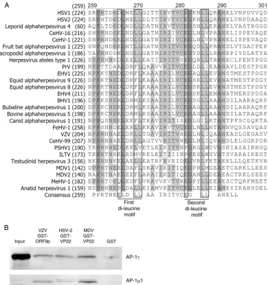 FIG 4 The ORF9p (VP22) interaction with the AP-1 complex is conserved among alphaherpesviruses