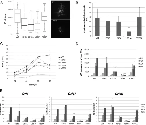 FIG 5 The L231A mutation strongly impacts infectivity in MeWo and MRC-5 cells. VZV-ORF9-V5 (WT) and mutant strain infectivity was assessed in MeWo cellsto the WT strain.and for each gene, relative expression levels were calculated, with the expression leve
