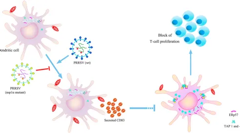 FIG 10 Inhibitory effects of PRRSV infection on MoDC activity are mediated by soluble CD83