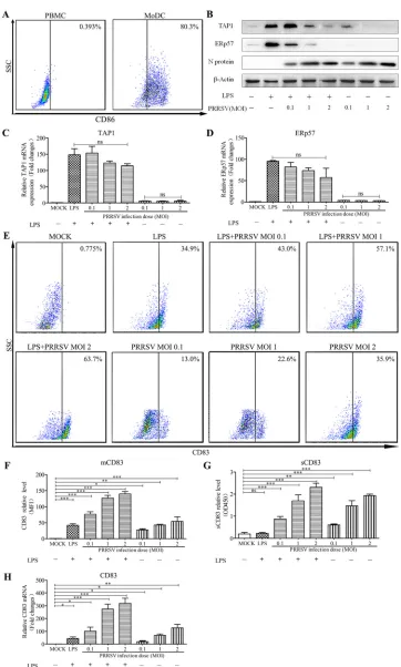 FIG 1 PRRSV downregulates TAP1 and ERp57 and upregulates CD83 in MoDCs. (A) Porcine monocytes (PMBCs)control