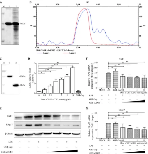 FIG 2 Recombinant sCD83 inhibits the expression of TAP1 and ERp57 in MoDCs. (A) Protein electrophoresis showing GST-sCD83 expression and puriﬁcation.endogenousexamined by Western blotting with anti-TAP1 and anti-ERp57 antibodies