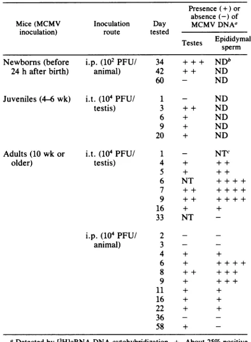 TABLE 1. Detection of MCMV DNA in testes and on spermheads of mice after MCMV inoculation