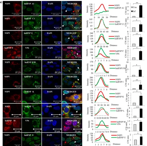 FIG 4 Immunoﬂuorescence confocal microscopy analyses of relocalization and colocalization of host proteins with VS in rotavirus RRV-infected MA104 cells