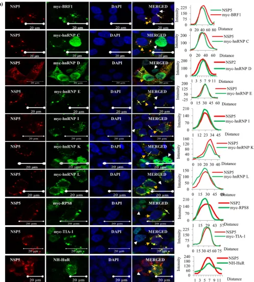 FIG 5 Colocalization of tagged ectopically expressed hnRNPs and ARE-BPs with viral proteins in the VM