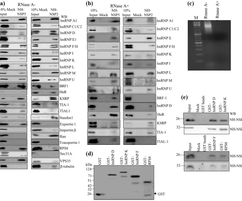 FIG 1 Interaction of cellular hnRNPs and ARE-BPs in RNase-treated and untreated cell extracts with puriﬁed recombinant viral nonstructural proteins NSP2 andNSP5 demonstrated by a pulldown assay