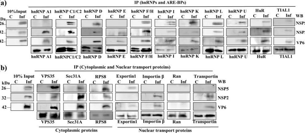 FIG 3 Co-IP analyses using virus-infected cell extracts demonstrate the association of host proteins with viroplasmic complexes/proteins