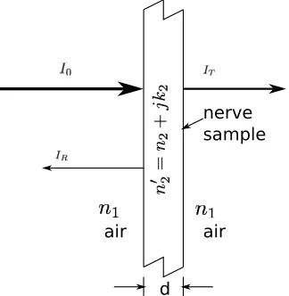 Fig. 2: Diagrammatic representation of the nerve sampleinserted in the Spectrophotometer
