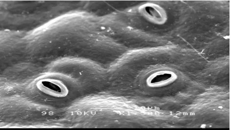 Fig. 1(a). Abaxial surface of an in vivo Passiflora edulis Sims leaf.  