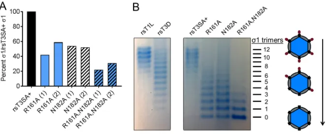 FIG 7 Encapsidation of�from two independent experiments (1 and 2) is shown. (B) Puriﬁed reovirus particles (2.5(1resolved by electrophoresis in a 1% agarose gel and visualized by colloidal Coomassie staining