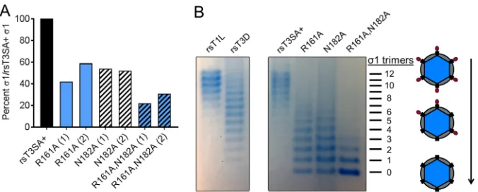FIG 7 Encapsidation of�from two independent experiments (1 and 2) is shown. (B) Puriﬁed reovirus particles (2.5(1resolved by electrophoresis in a 1% agarose gel and visualized by colloidal Coomassie staining