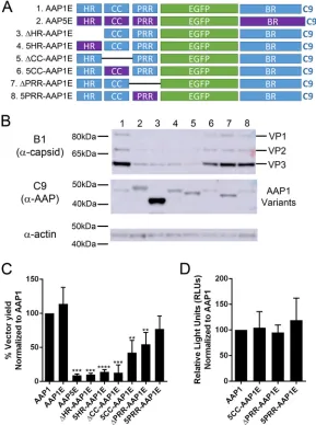 FIG 5 Domain deletion analysis of the N terminus of AAP1 reveals that the HR and CC are important forAAP functions