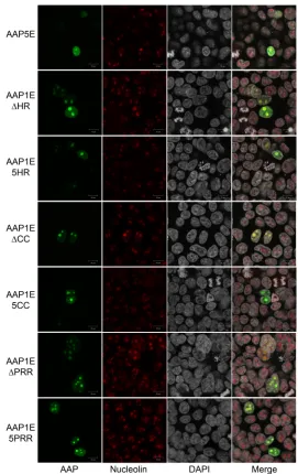 FIG 6 Confocal microscopy of different AAP5E and AAP1E derivatives. AAP5E and AAP1E derivatives weretransfected as described in Materials and Methods