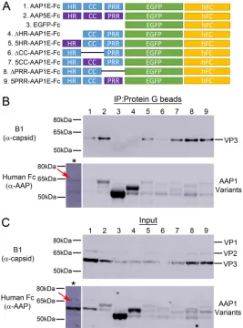 FIG 7 Immunoprecipitation of VPs by different N-terminal mutants of AAP1. (A) Schematic of differentAAP mutants