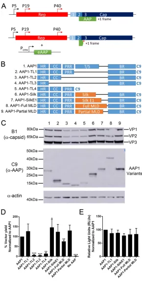 FIG 1 The threonine/serine-rich region (T/S) can be deleted or replaced by heterologous sequencesencoded in an alternative reading frame (top) and modiﬁed AAV genome with a stop codon thattruncates endogenous AAP, with eAAP plasmid provided inwithout compr
