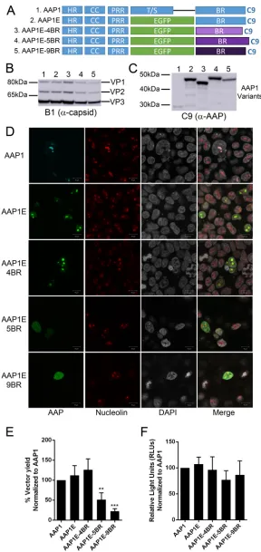 FIG 2 The BR is not the determinant for serotype speciﬁcity of AAV capsid assembly. (A) Schematic ofdifferent AAP mutants
