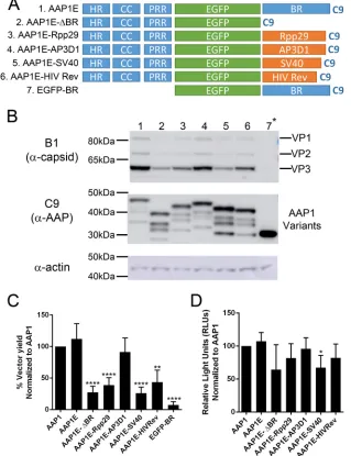FIG 3 The C-terminal BR is important for AAP1 function but can be replaced by heterologous NoLS
