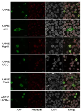 FIG 4 Confocal microscopy of different AAP1E derivatives. AAP1E derivatives (pCDNA3.1-AAPs) aretransfected as described in Materials and Methods