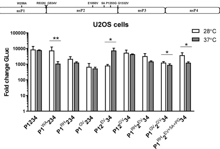 FIG 4 W258A or E1050V substitutions result in temperature-dependent effects. Names and localizations ofCMV-P1234mutations introduced in the ns-polyprotein are shown above the panels