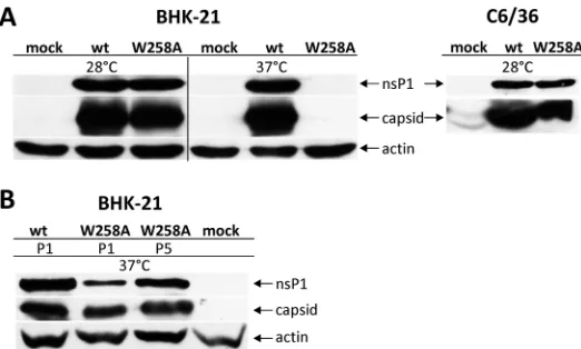 FIG 6 Western blot analysis of proteins expressed by CHIKV2000. At 24 h p.t. (wt virus in BHK-21 cells) or at 72 h p.t