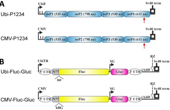 FIG 1 Schematic representation of polyubiquitin and CMV promoter-based trans-replicase plasmids