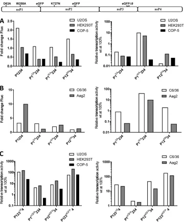 FIG 2 Effects of EGFP insertions and mutations affecting enzymatic activities of nsPs or their interactions with thetransfected with plasmids expressing the same template RNA or ns-polyproteins from polyubiquitin promoters.Gluc activities in lysates were m