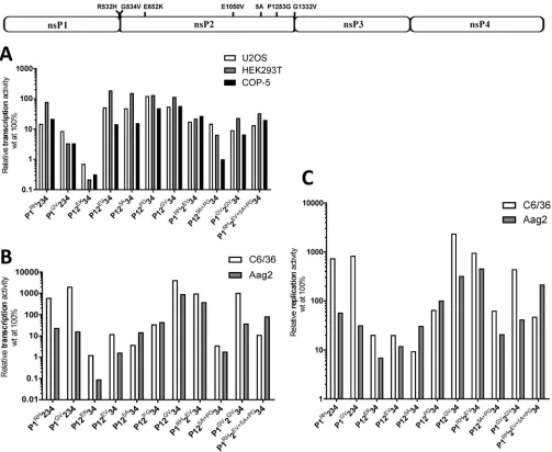 FIG 3 Effects of mutations affecting protease activity of nsP2 and/or ns-polyprotein processing on the CHIKVin Fig