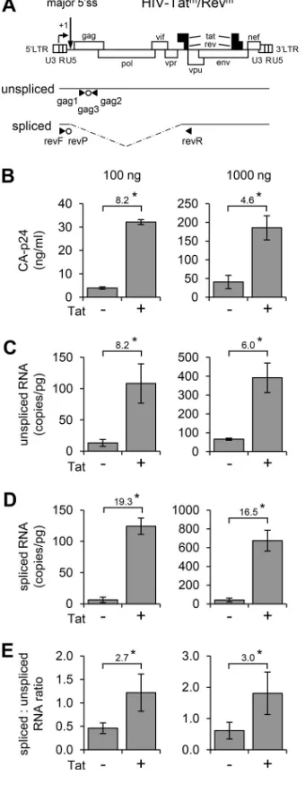 FIG 6 Tat enhances HIV-1 splicing. (A) Schematic of the HIV-Tatm/Revm genome with the primers (‹ andŠ) and probes (Œ) used in the qRT-PCR to detect unspliced and spliced viral RNAs