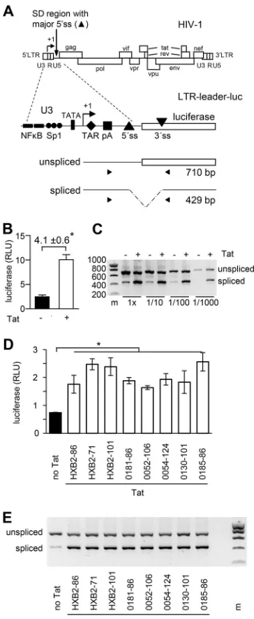 FIG 1 Tat activates splicing at the HIV-1 major 5border (and LTR regions. The 5protein of different HIV-1 subtype B primary isolates that varied in size (0181-86aa, 0052-106aa,0054-124aa, 0130-101aa, and 0185-86aa)