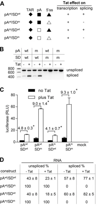 FIG 3 Tat activates transcription and splicing. (A) LTR-leader-luc variants were constructed with a wt