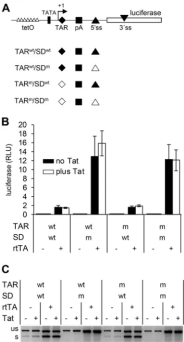 FIG 5 The U3 promoter region is required for the Tat effect on splicing. (A) In the pTet-leader-lucwere transfected with the pTet-leader-luc constructs, an rtTA-expressing plasmid, and/or pTat andcultured with dox